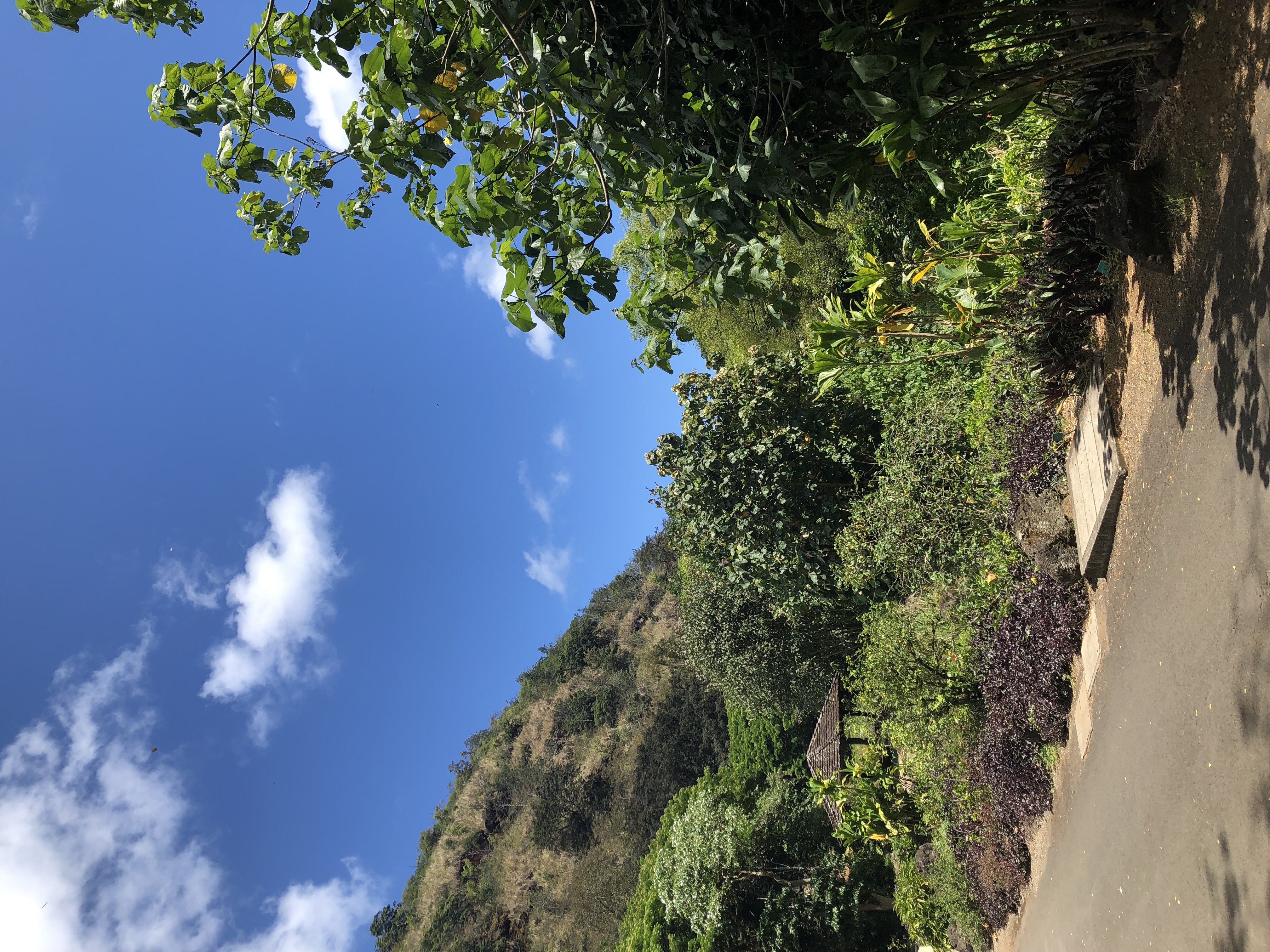 Waimea Valley — the Hawaiian sacred-site valley inland of Waimea Bay; home of Hale o Lono Heiau and the loʻi kalo taro terraces