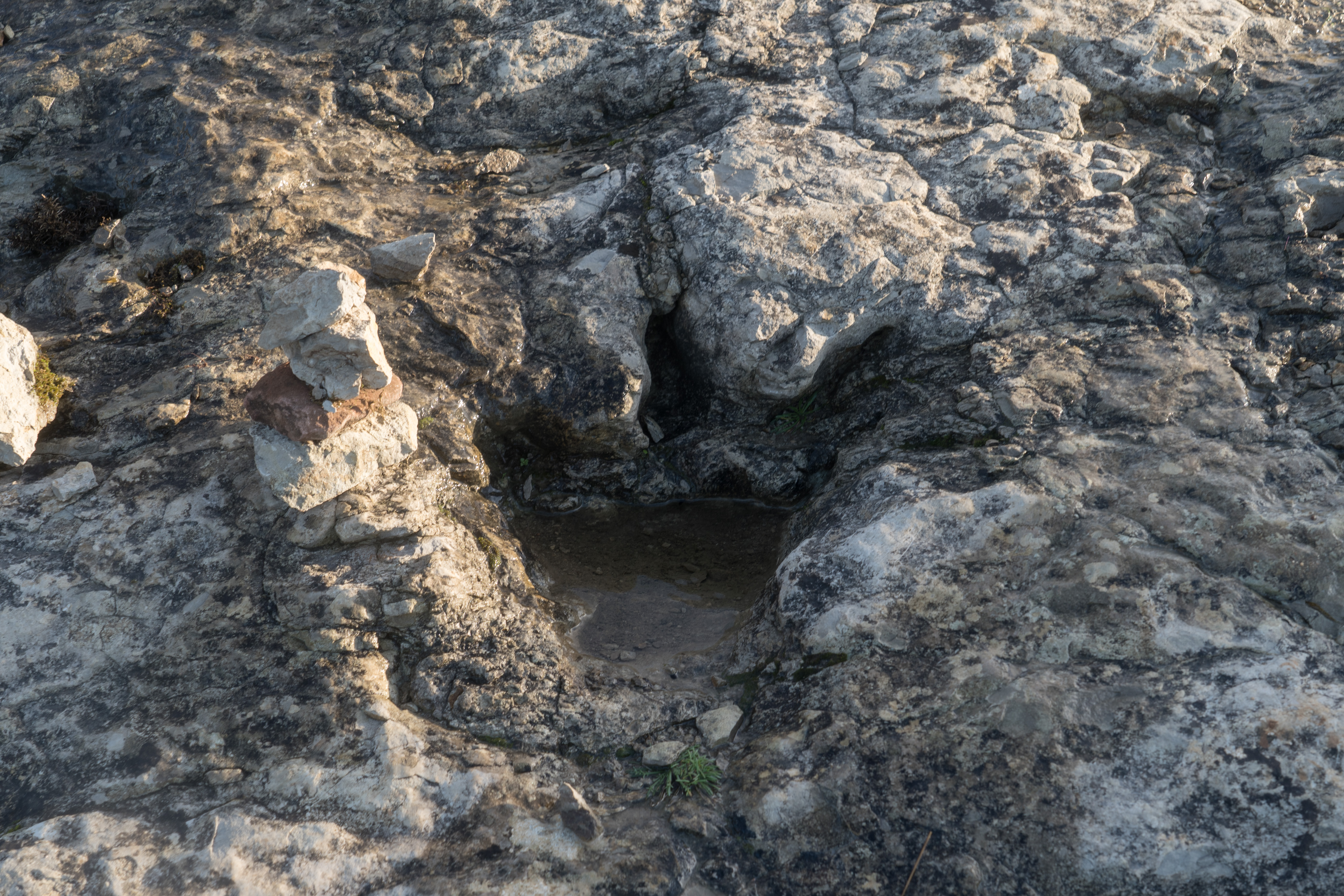 Theropod dinosaur footprint in the Jurassic limestone of the bay's outer cliffs